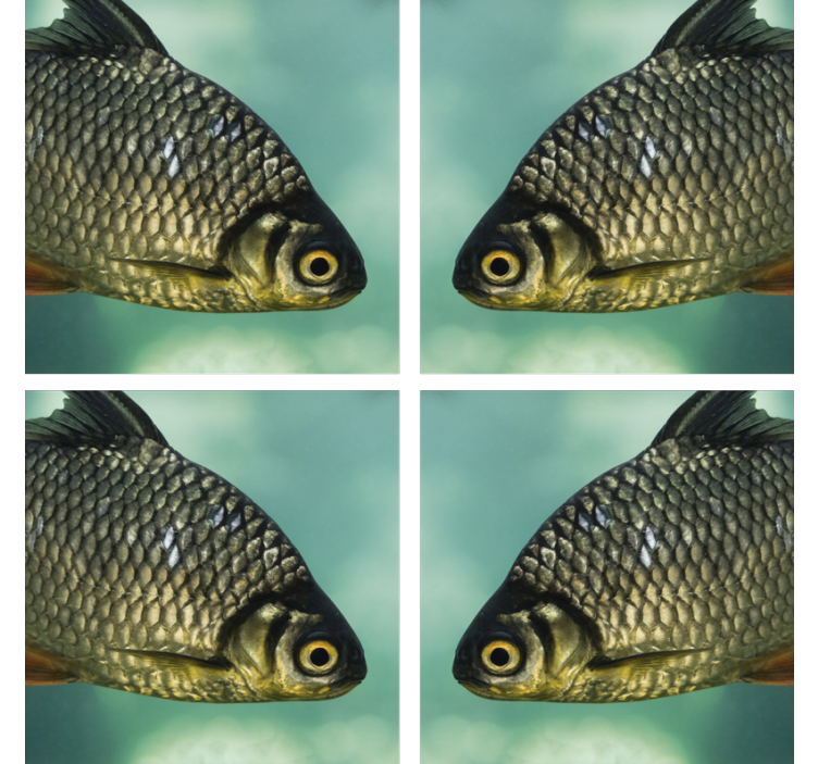 コースター フリーク リアルな魚のイメージ - TENSTICKERS