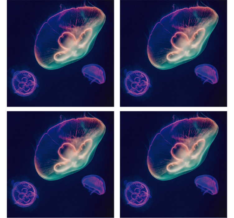 美しい色とりどりのクラゲの魚のコースター - TENSTICKERS