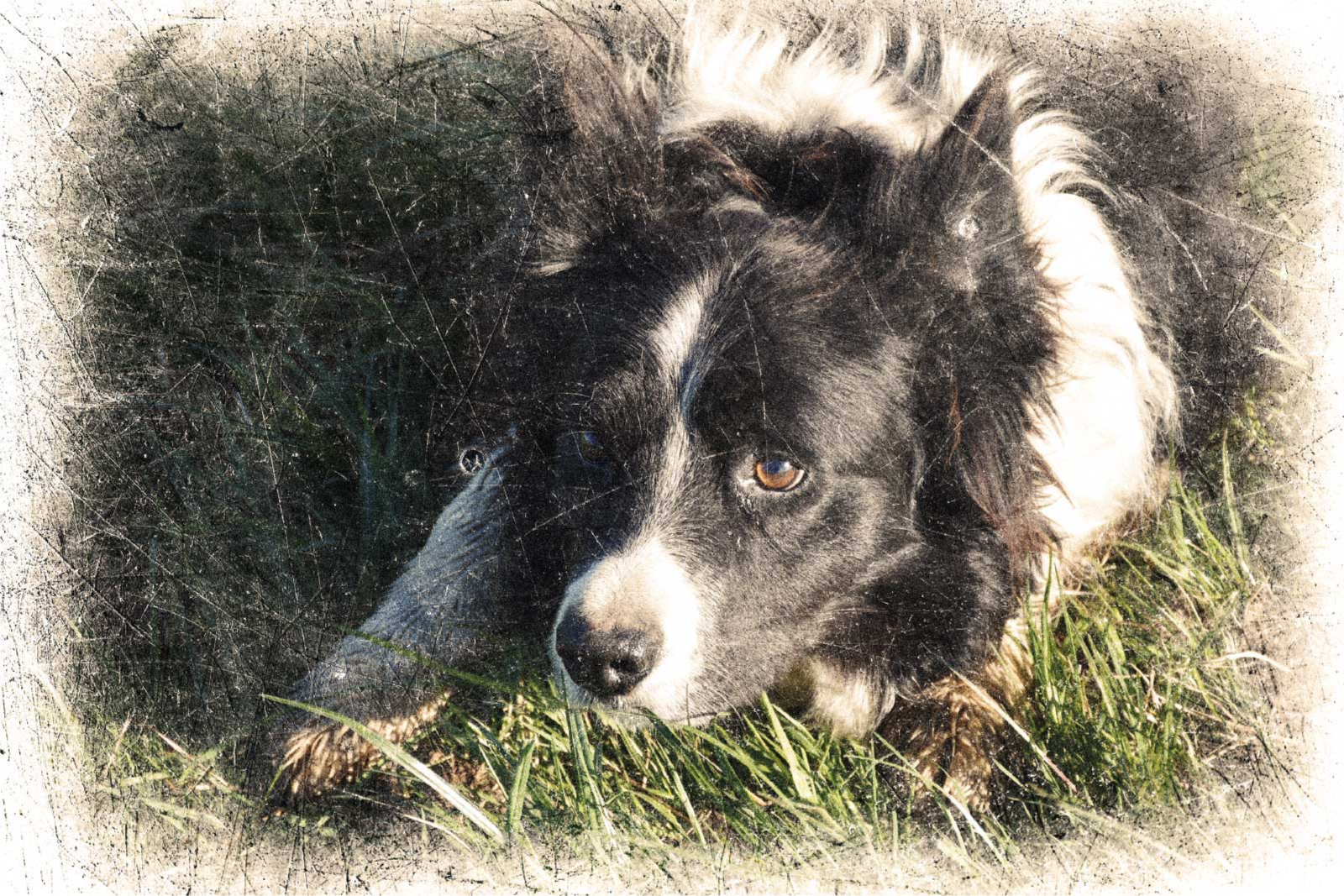 ポスター 他動物 カスタムヴィンテージ効果 - TENSTICKERS