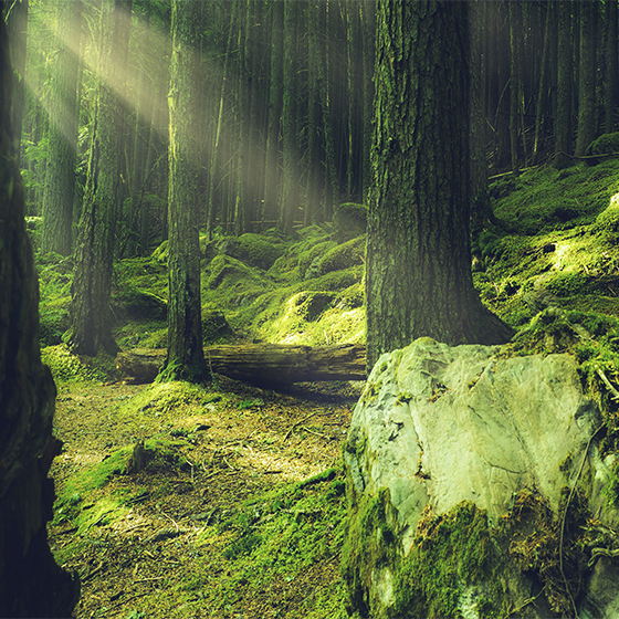 ポスター リビングルーム 森の苔むした岩の「自然」 - TENSTICKERS