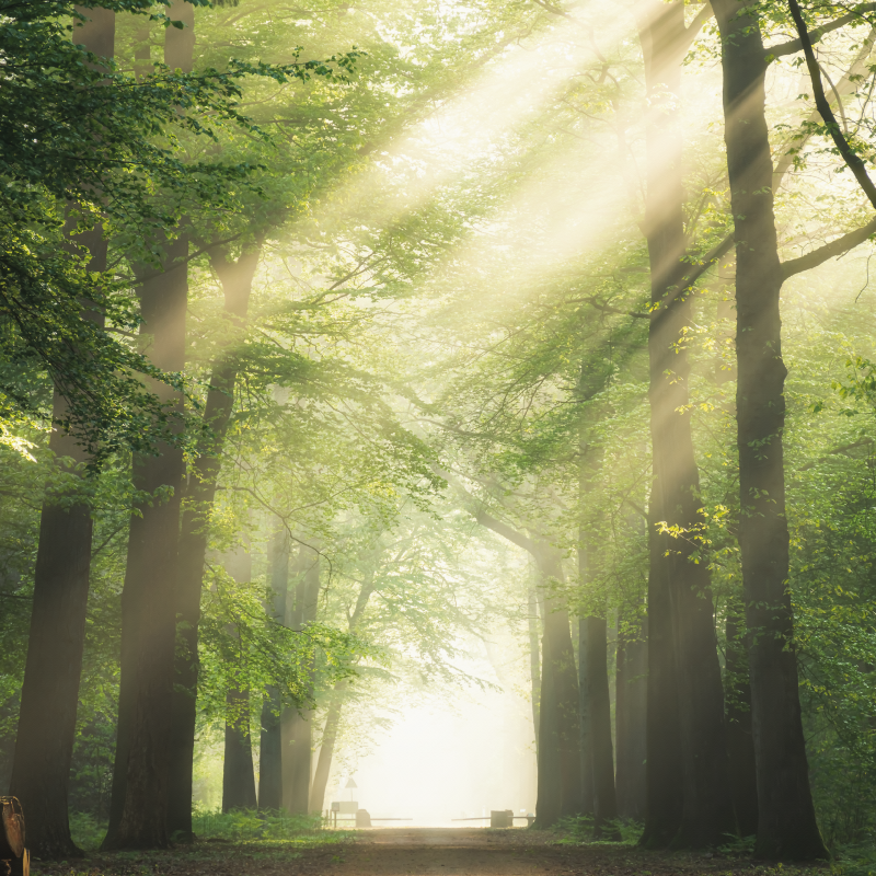 ポスター リビングルーム 太陽のある緑の森 - TENSTICKERS