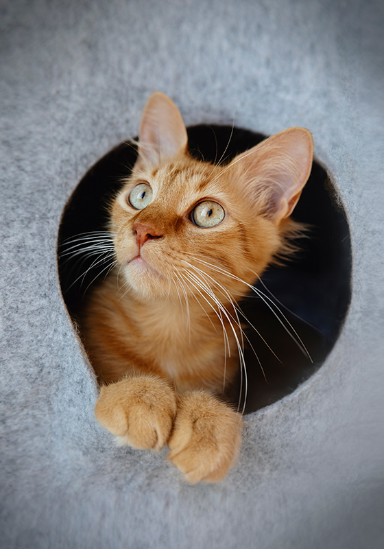 覗く猫ポスター印刷デザイン - TENSTICKERS