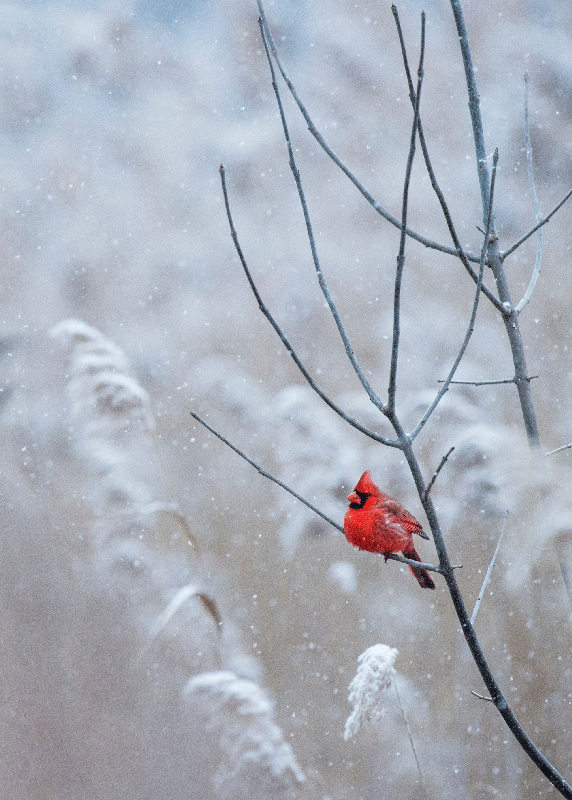 クリスマスの鳥のポスター印刷 - TENSTICKERS