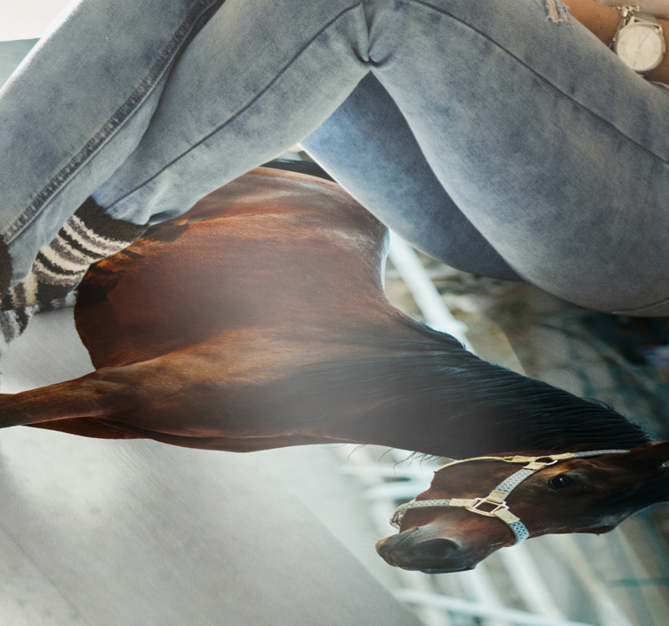 動物 ビニールマット 雄大な馬の肖像 - TENSTICKERS