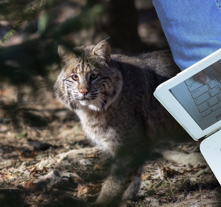 動物 ビニールマット 野生の猫のシーン - TENSTICKERS