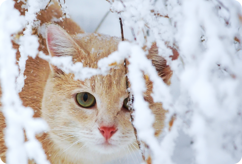 動物 ビニールマット 氷柱のある猫 - TENSTICKERS