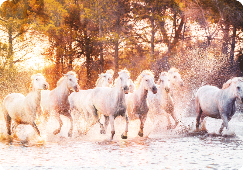 動物 ビニールマット 野生の馬 暖かい夕焼けの景色 - TENSTICKERS