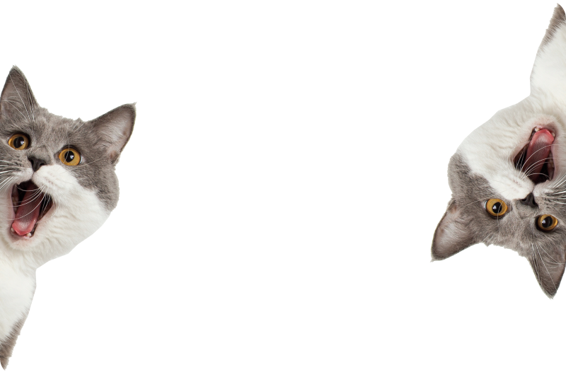 動物 ビニールマット 猫が白背景で見つめる - TENSTICKERS