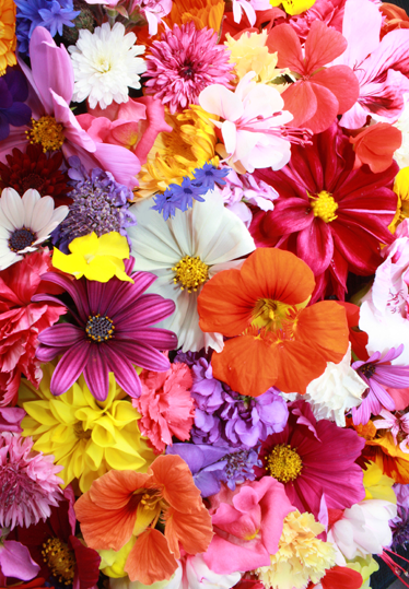 花と植物の壁画カラフルな花々がたくさん - TENSTICKERS