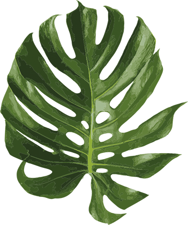 花と植物の壁画美味しいモンステラの葉 - TENSTICKERS
