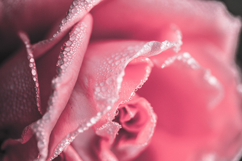 花と植物の壁画 露に濡れたバラの花びら - TENSTICKERS