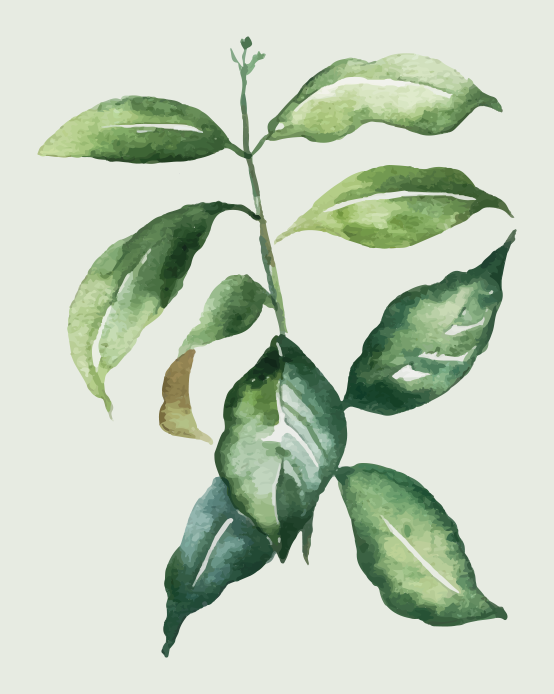 花と植物の壁画 植物の葉のイラスト - TENSTICKERS