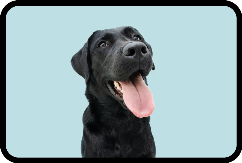 動物 ビニールマット ブラックラブラドール犬 - TENSTICKERS