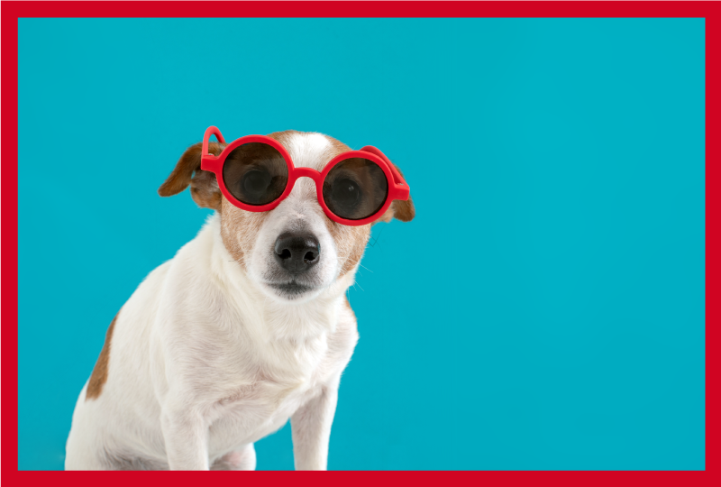 サングラス犬の動物の敷物 - TENSTICKERS