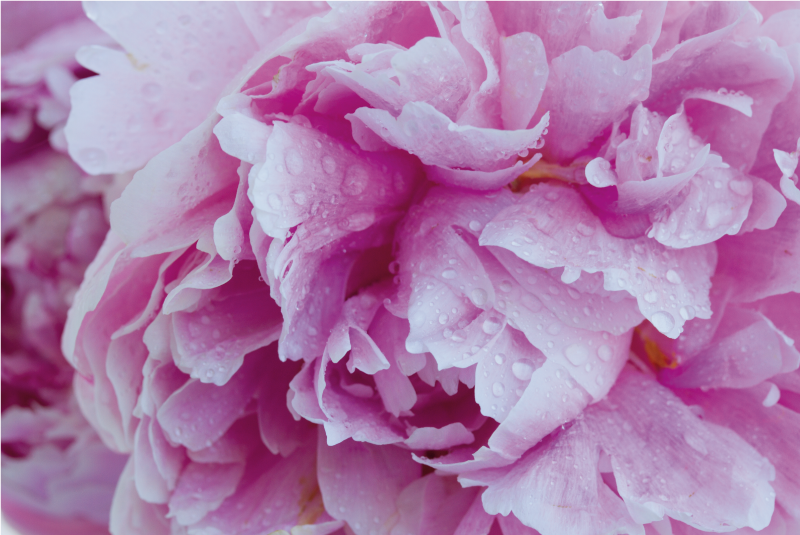 花と植物の壁画バラ色のシャクヤクの花 - TENSTICKERS