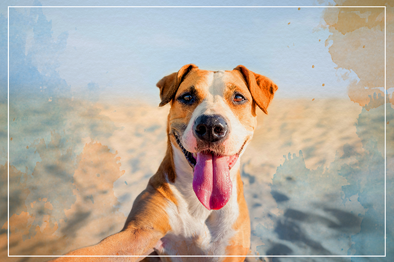 動物 ビニールマット 笑顔の犬の肖像 - TENSTICKERS