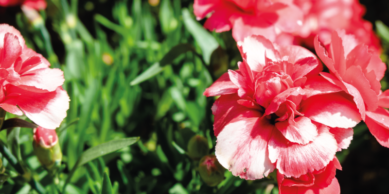 花と植物の壁画ピンクの花と草 - TENSTICKERS