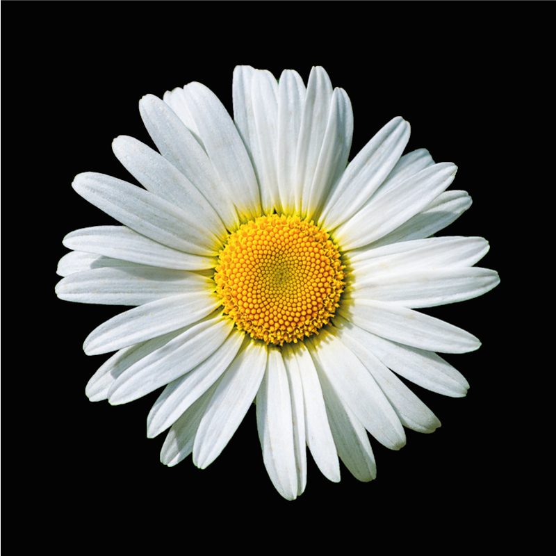 黒と白のデイジーフラワーフローラルラグ - TENSTICKERS