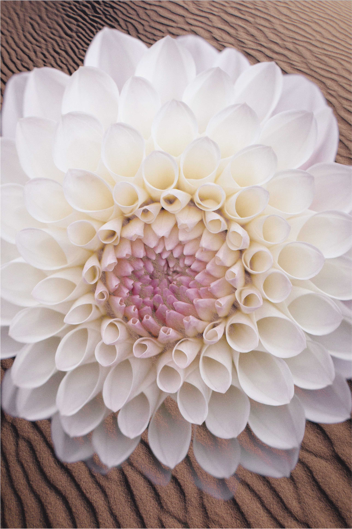 花と植物の壁画 優雅な花の構成 - TENSTICKERS