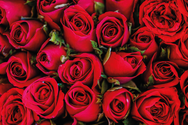 花と植物の壁画バラのブーケ - TENSTICKERS