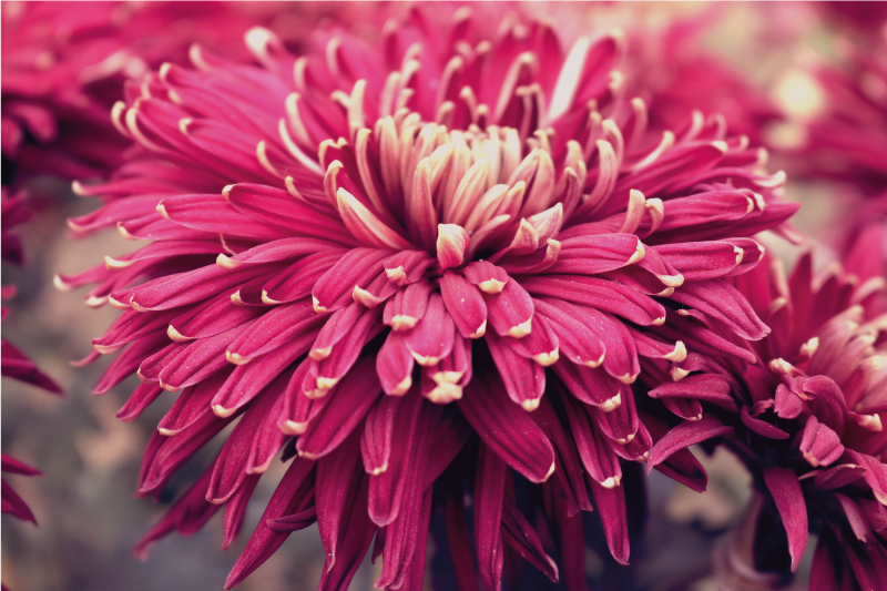 花と植物の壁画リアルな菊の花 - TENSTICKERS