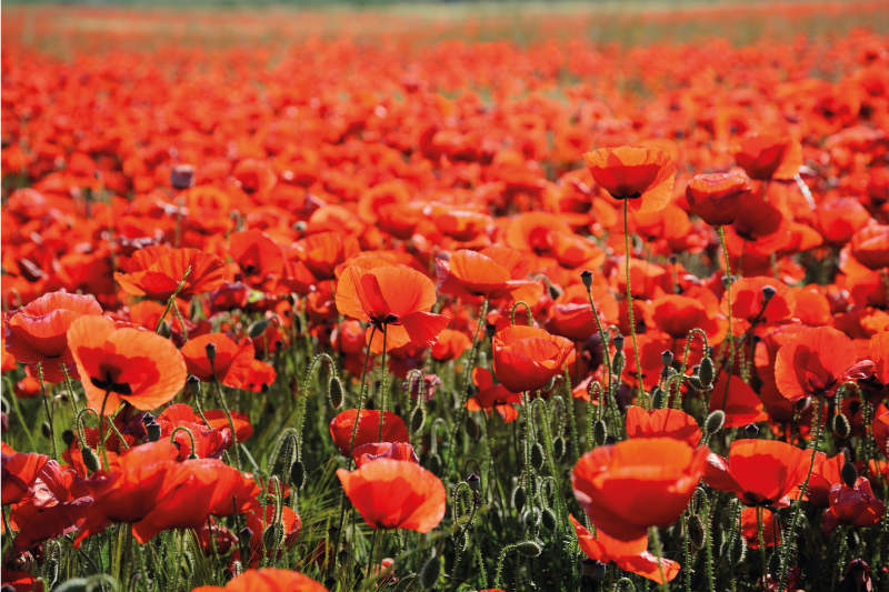 花と植物の壁画鮮やかな赤いポピー - TENSTICKERS