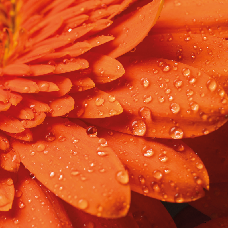 花と植物の壁画 明るいオレンジの花びら - TENSTICKERS