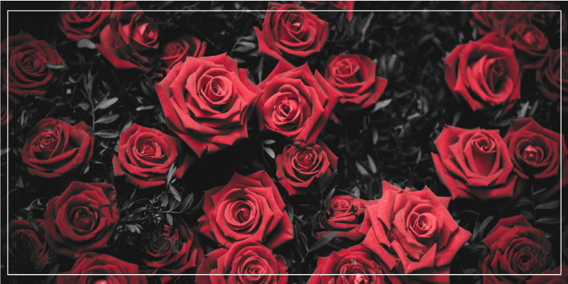 花と植物の壁画リアルな赤いバラデザイン - TENSTICKERS