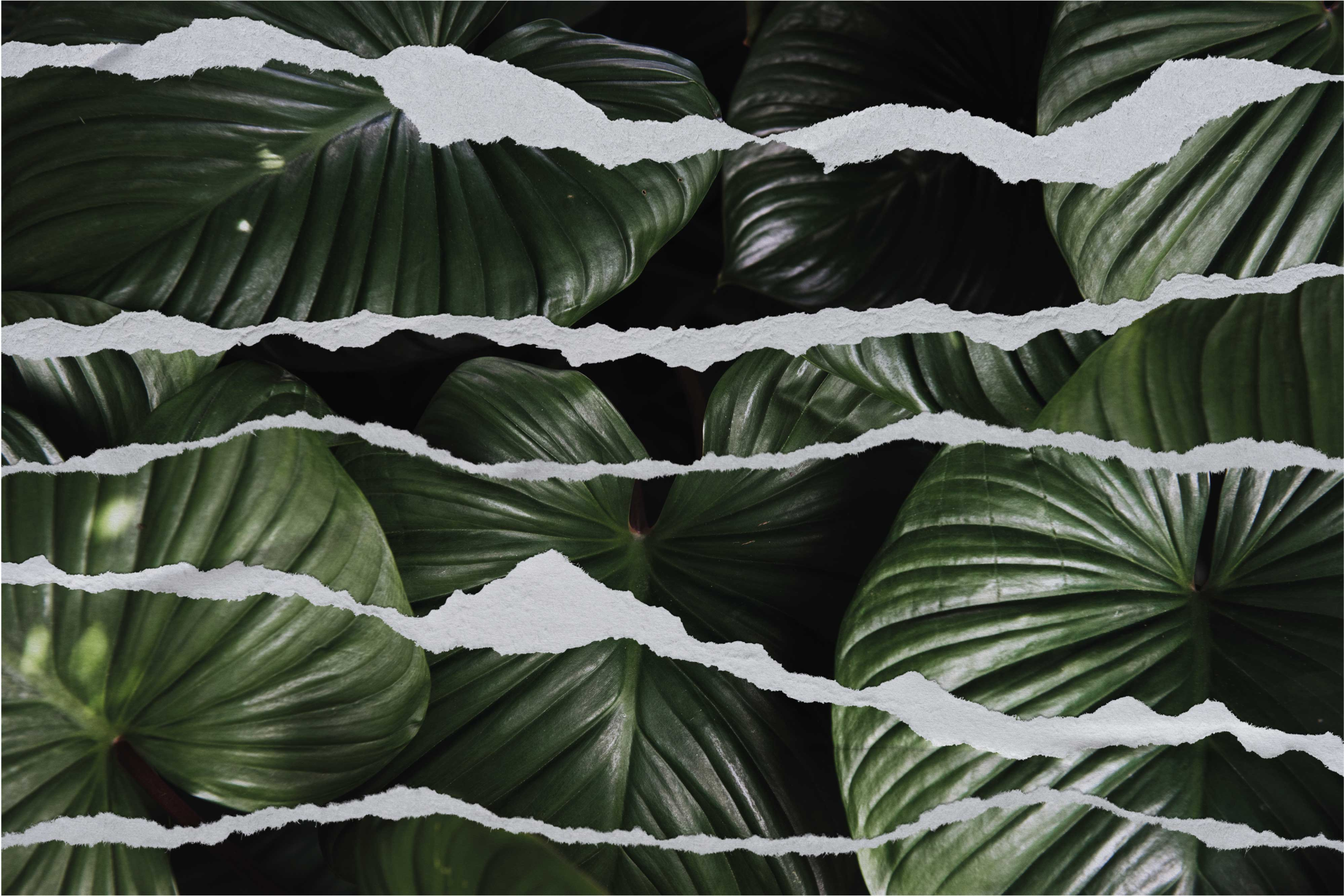 フォトミュラルネイチャー破れた葉の模様 - TENSTICKERS