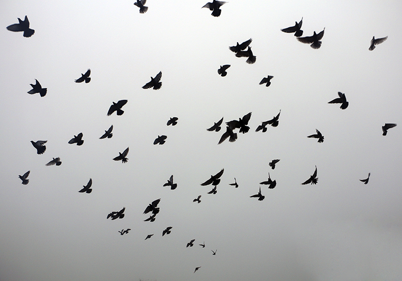 壁画 モアチルドレン 飛ぶ鳥のパターン - TENSTICKERS