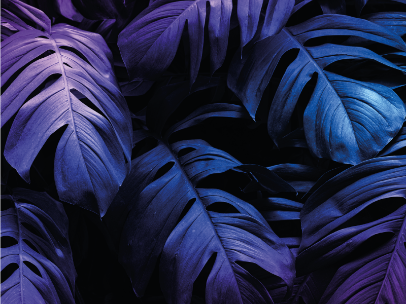 花と植物の壁画 トロピカルリーフデザイン - TENSTICKERS